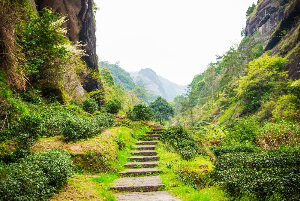 Altitude Mastery: Superior Survival Strategies of High Mountain Tea